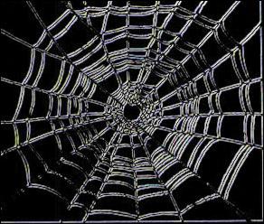 Picture of a spider web